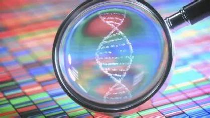 能生出聰明后代，就是理想的婚戀對象嗎？|futurezone.de