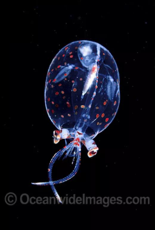 不少酸漿魷，尤其是幼體具有長的眼柄。圖片來源：Oceanwide Images
